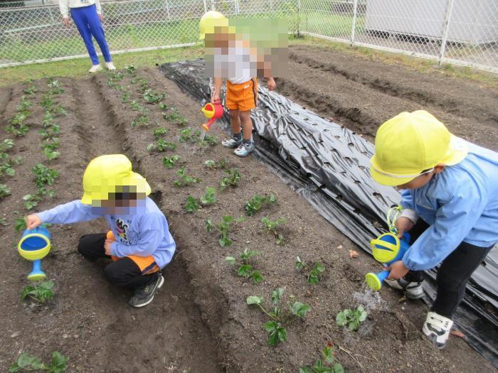 いちごおいしくな～れ