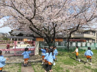 桜が咲いたよ