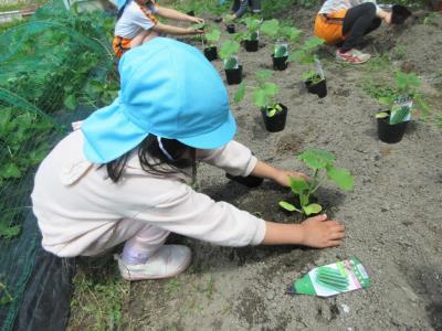 畑にも植えたよ