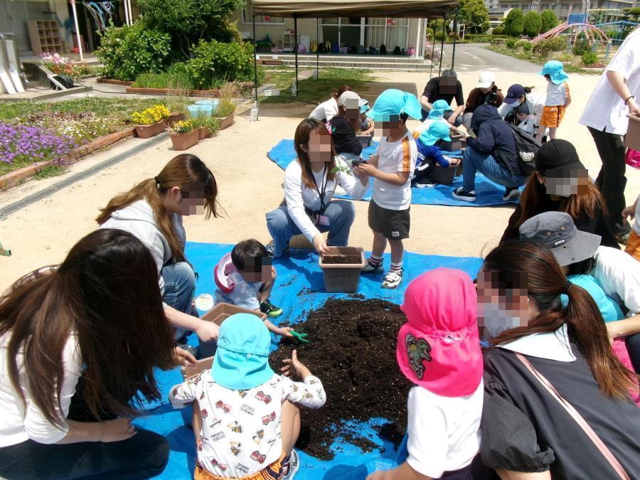 年長児が野菜の苗を植えている様子です。