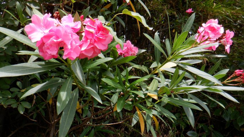 赤い花が咲いた夾竹桃
