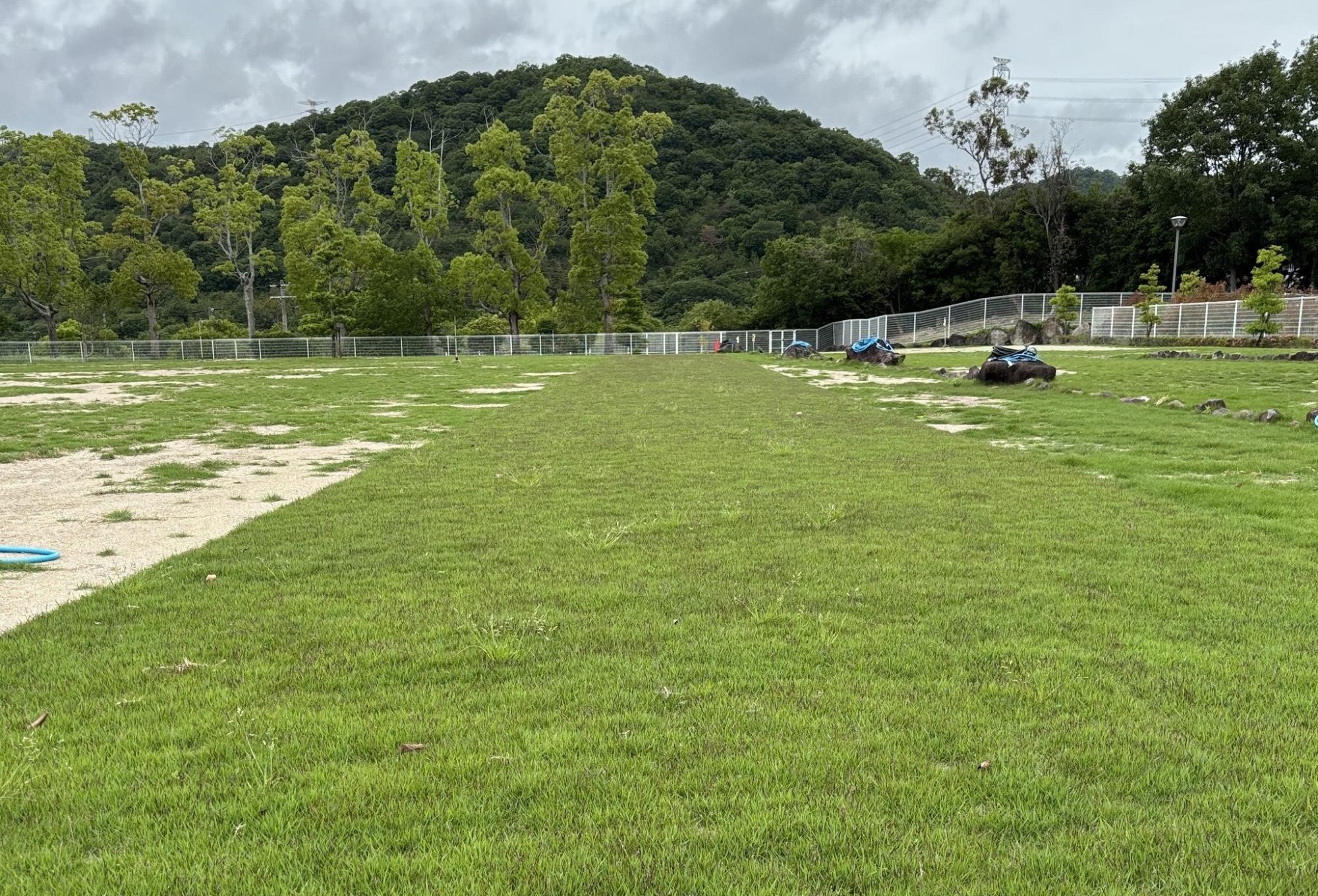 養生中のグラウンド・ゴルフ場