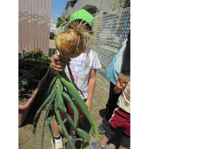 大きな玉ねぎ