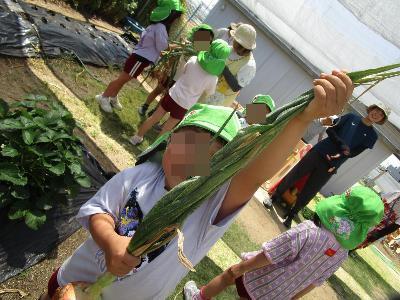 玉ねぎの葉