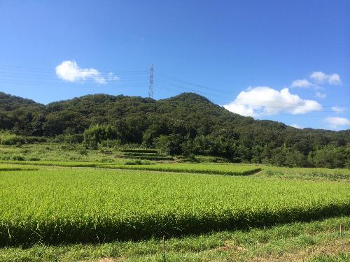 志方町の棚田