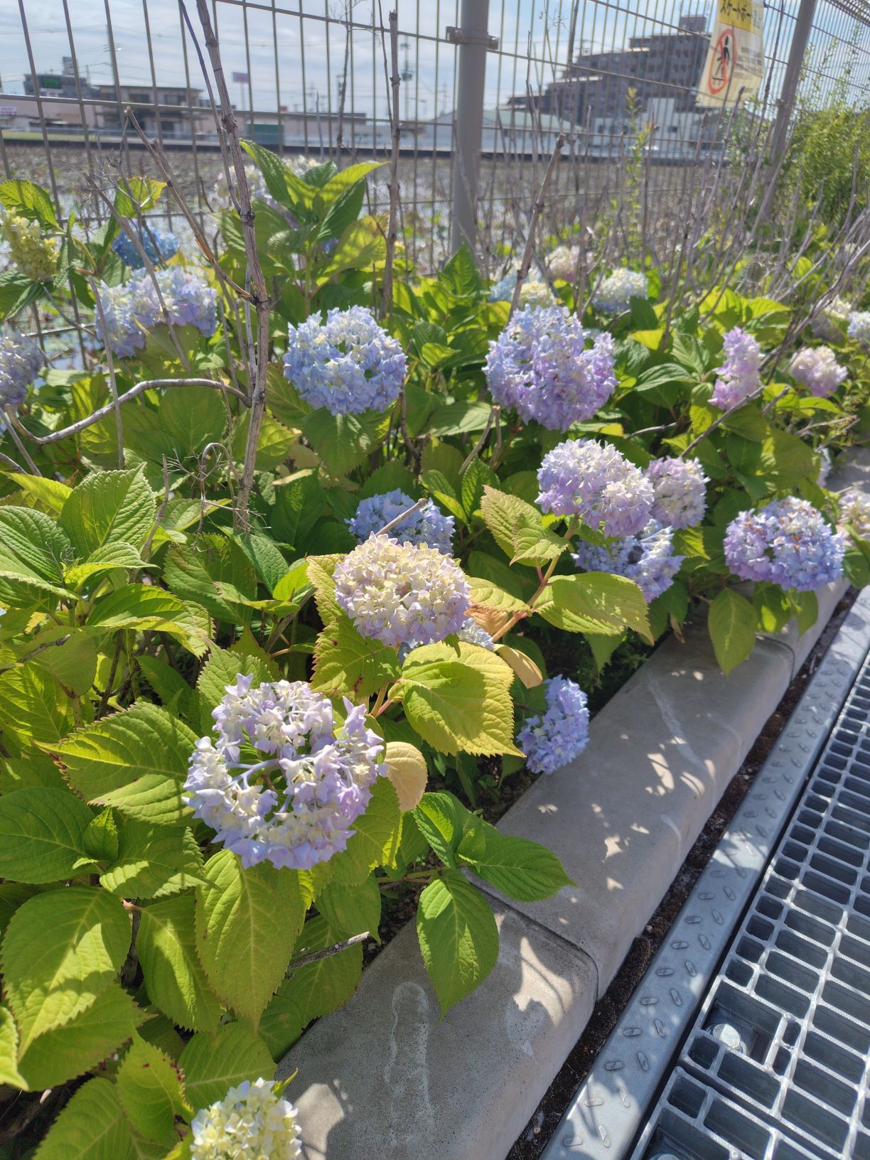 あじさいの花