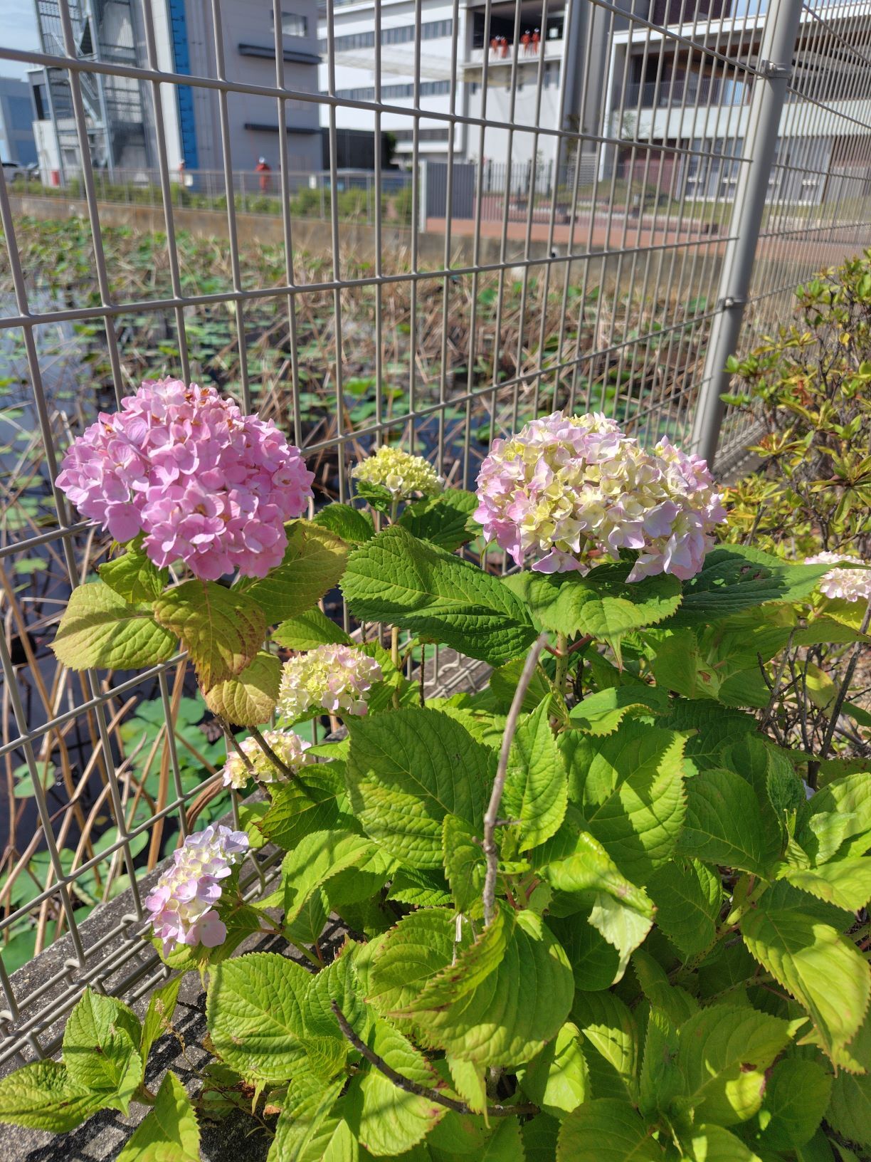 あじさいの花