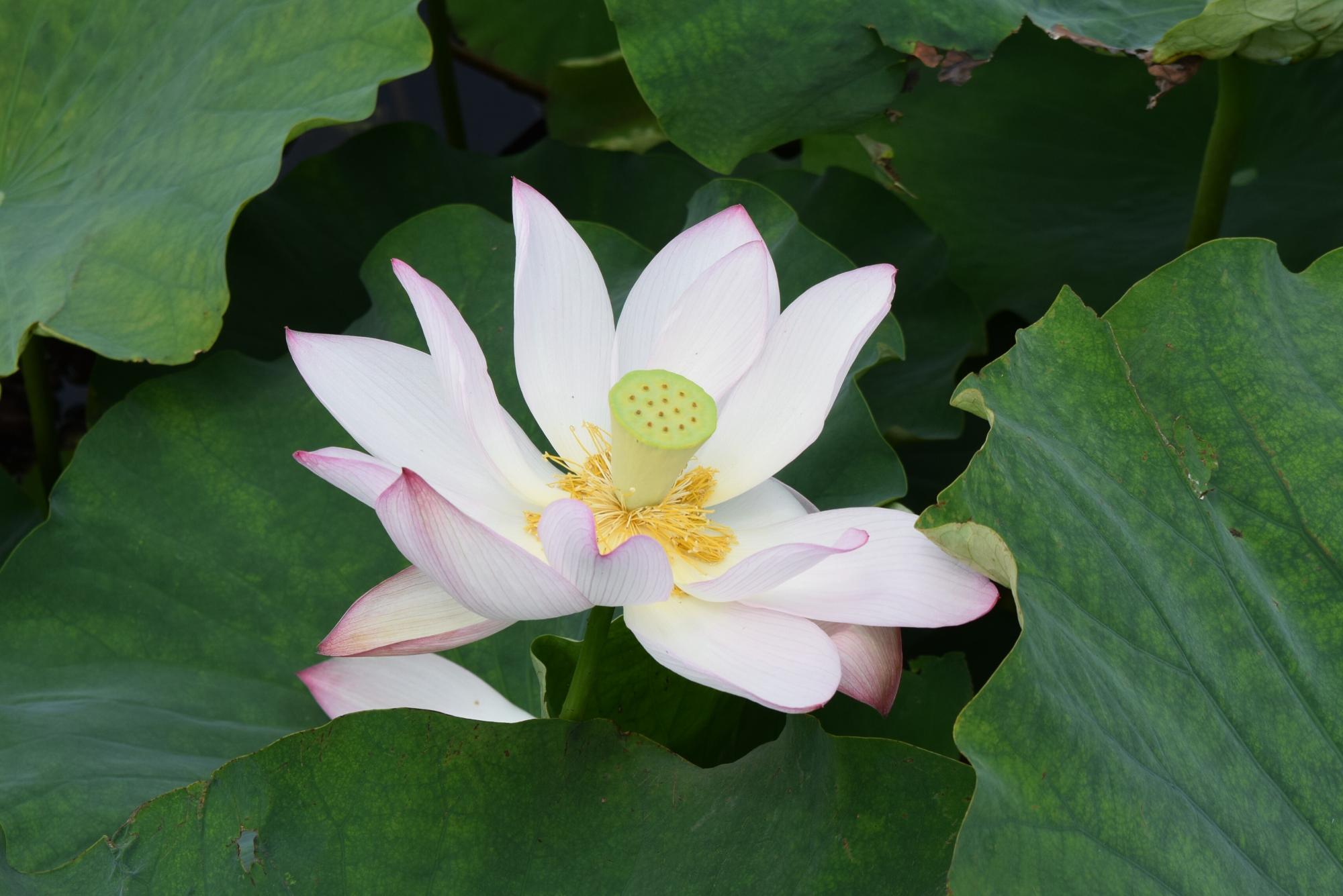 大きな花が咲きました