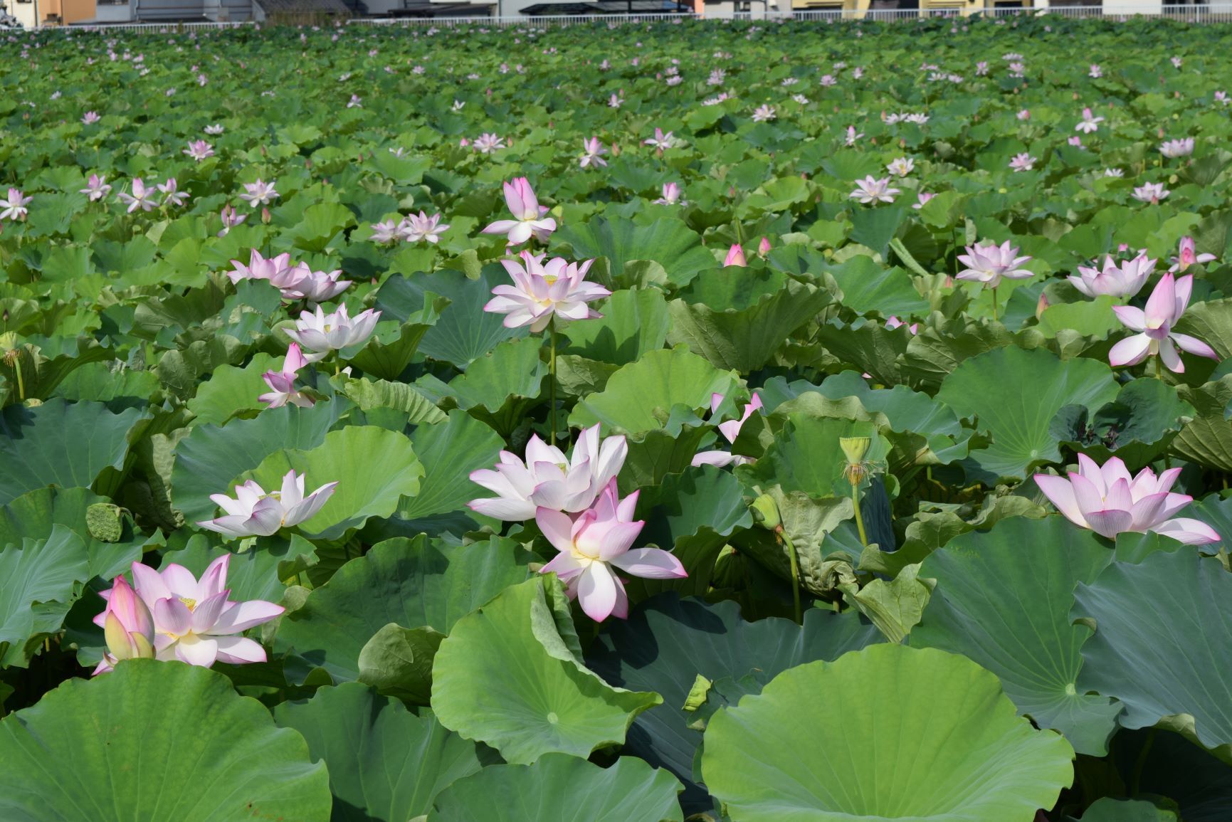 たくさんのはすの花