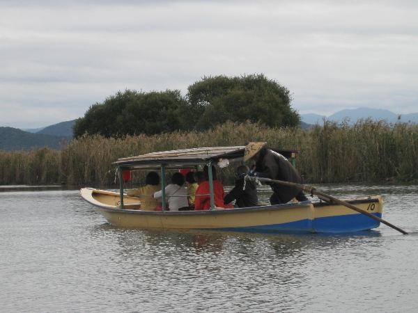 近江八幡水郷めぐりの様子