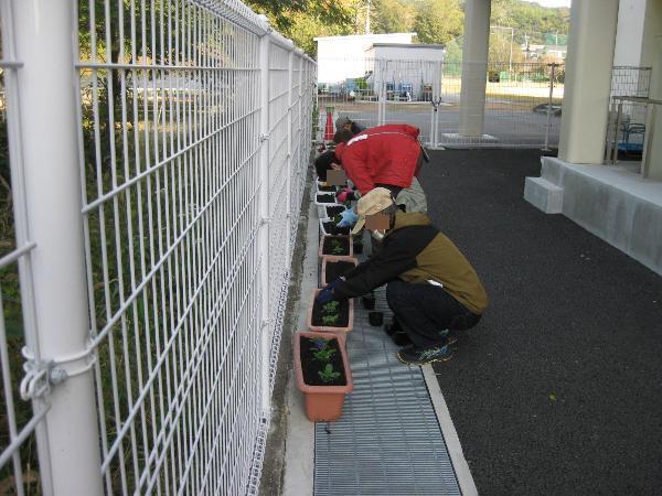 ビオラを植えるボランティア