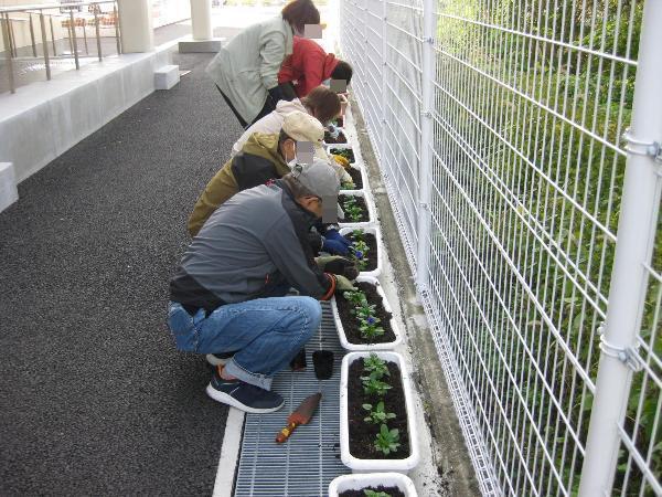 プランターに植えられたビオラの苗