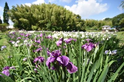 白と紫の菖蒲の花が咲く菖蒲園の写真