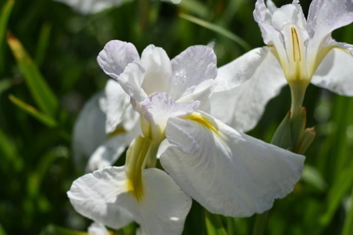 白い菖蒲の花のアップ写真