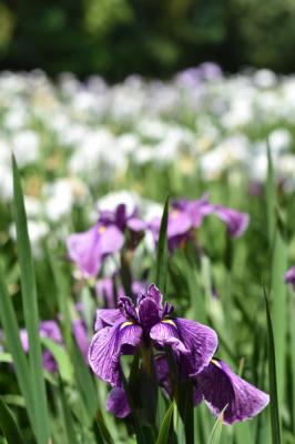 バックに白い勝負が咲いているのが見える紫の菖蒲の花の写真