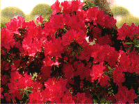 紅く咲きほこったツツジの写真