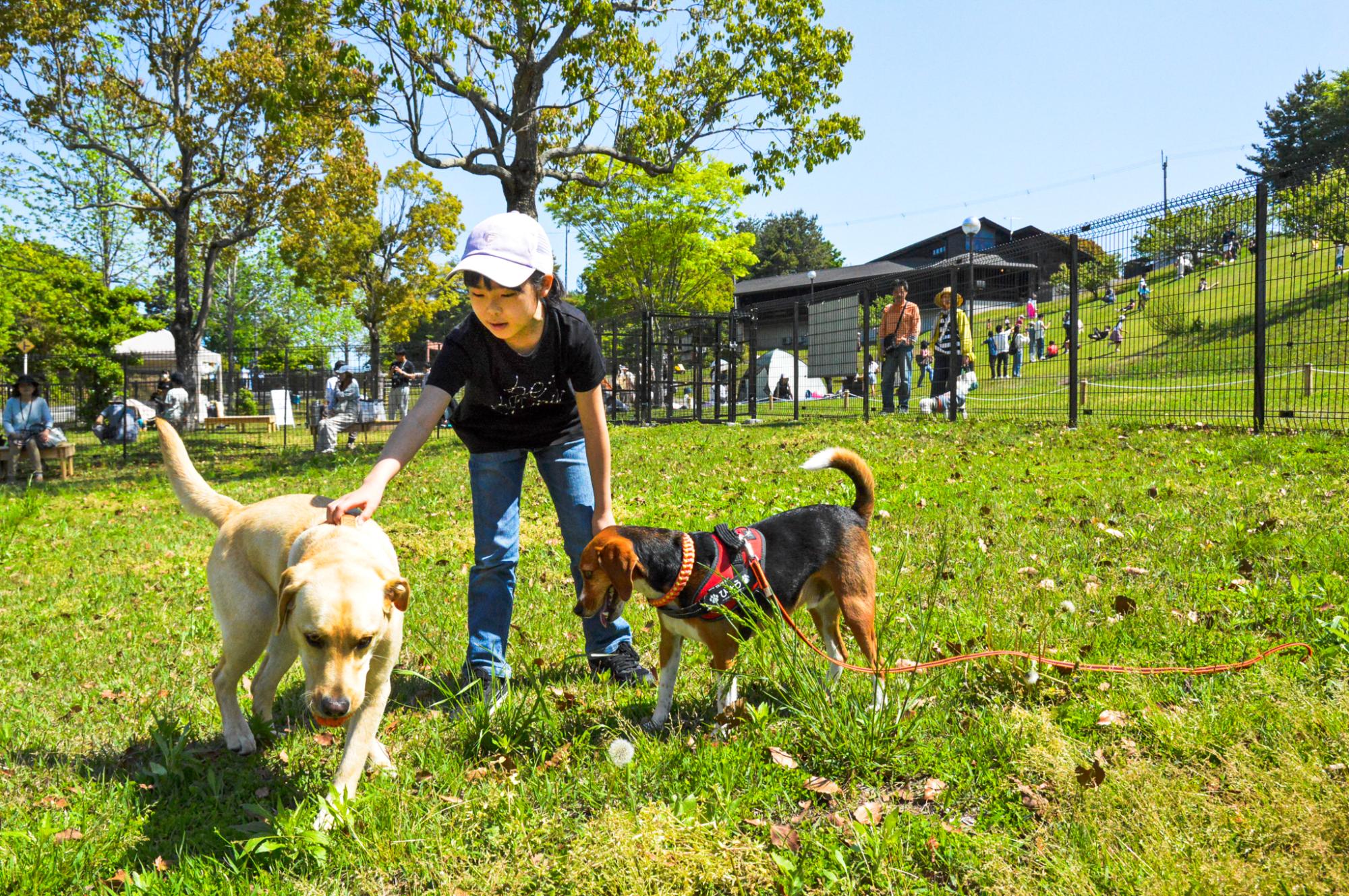 ドックランを楽しむ犬と女の子