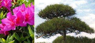 加古川市の市花の「ツツジ」、市木の「クロマツ」の写真
