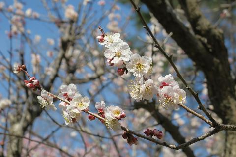 桜色の白梅