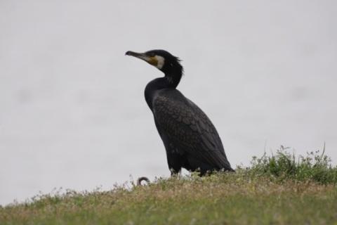 黒い羽根で、顔の下の方が白と黄色のカワウが空を見上げている写真