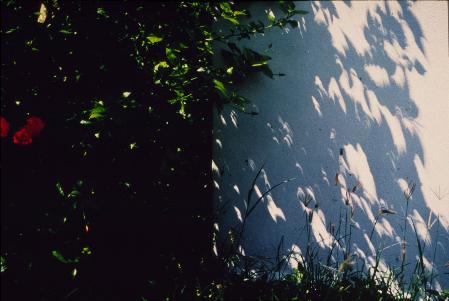 木漏れ日から見る部分日食1987