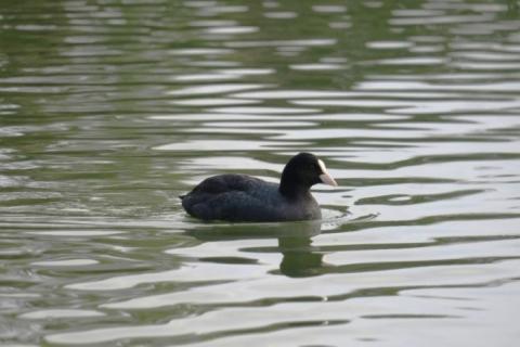 黒い毛でくちばしが白っぽいオオバンが水上に浮いている写真