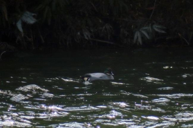 グレーの身体に黒と白のくちばしのヨシガモが水上に浮いている写真