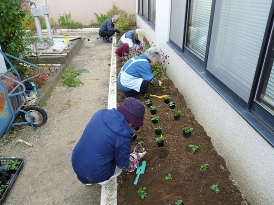 ビオラを植える様子