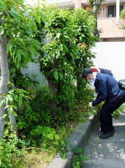 植木の間の雑草取り
