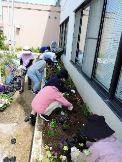 ペチュニアの植栽