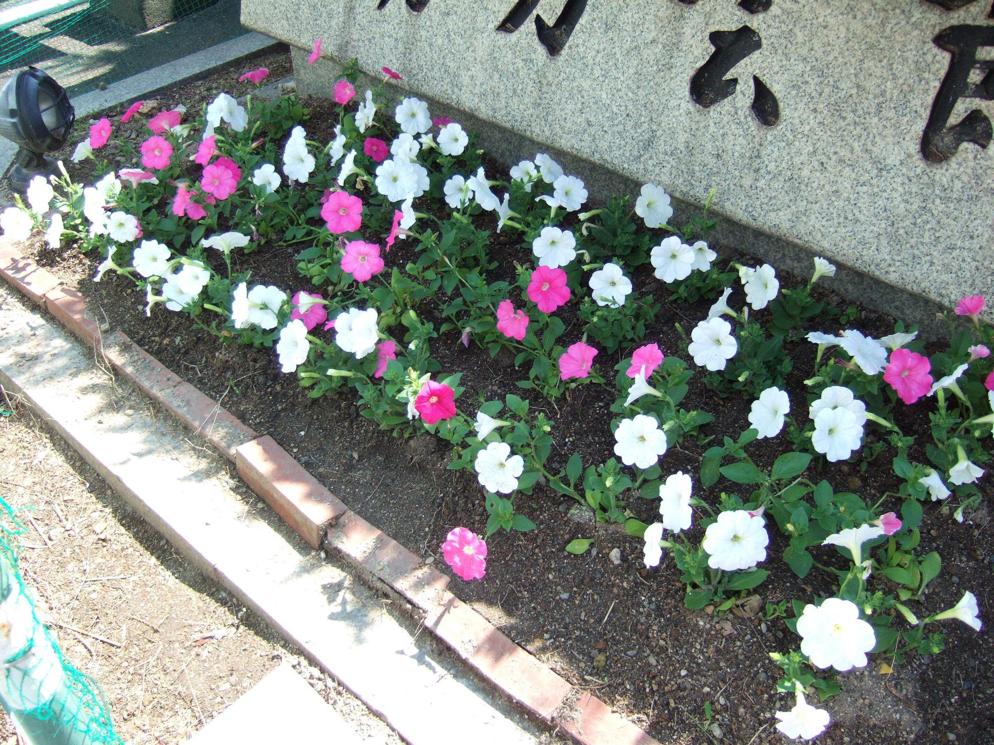 野口公民館花壇の様子