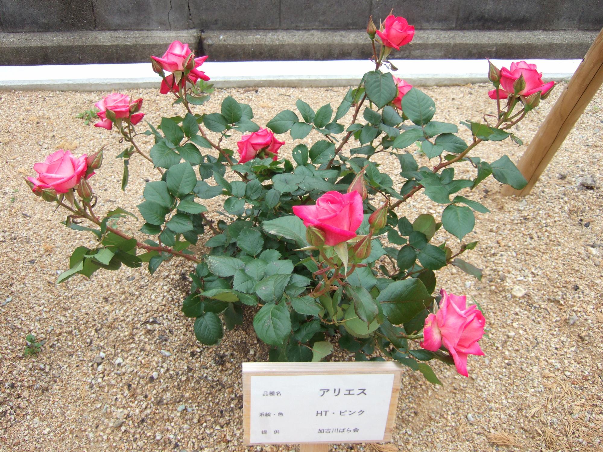 野口公民館バラ園の様子