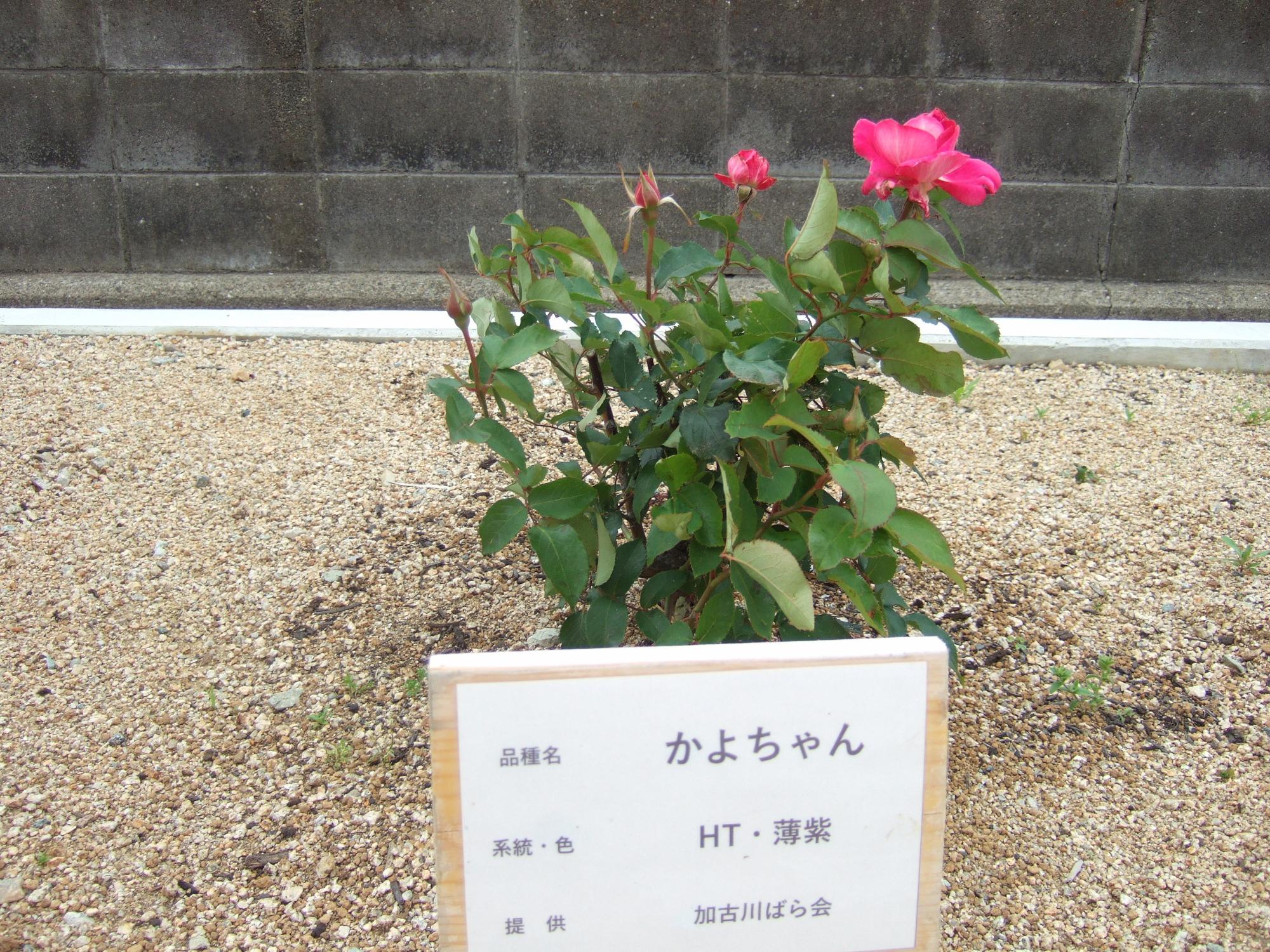 野口公民館バラ園の様子