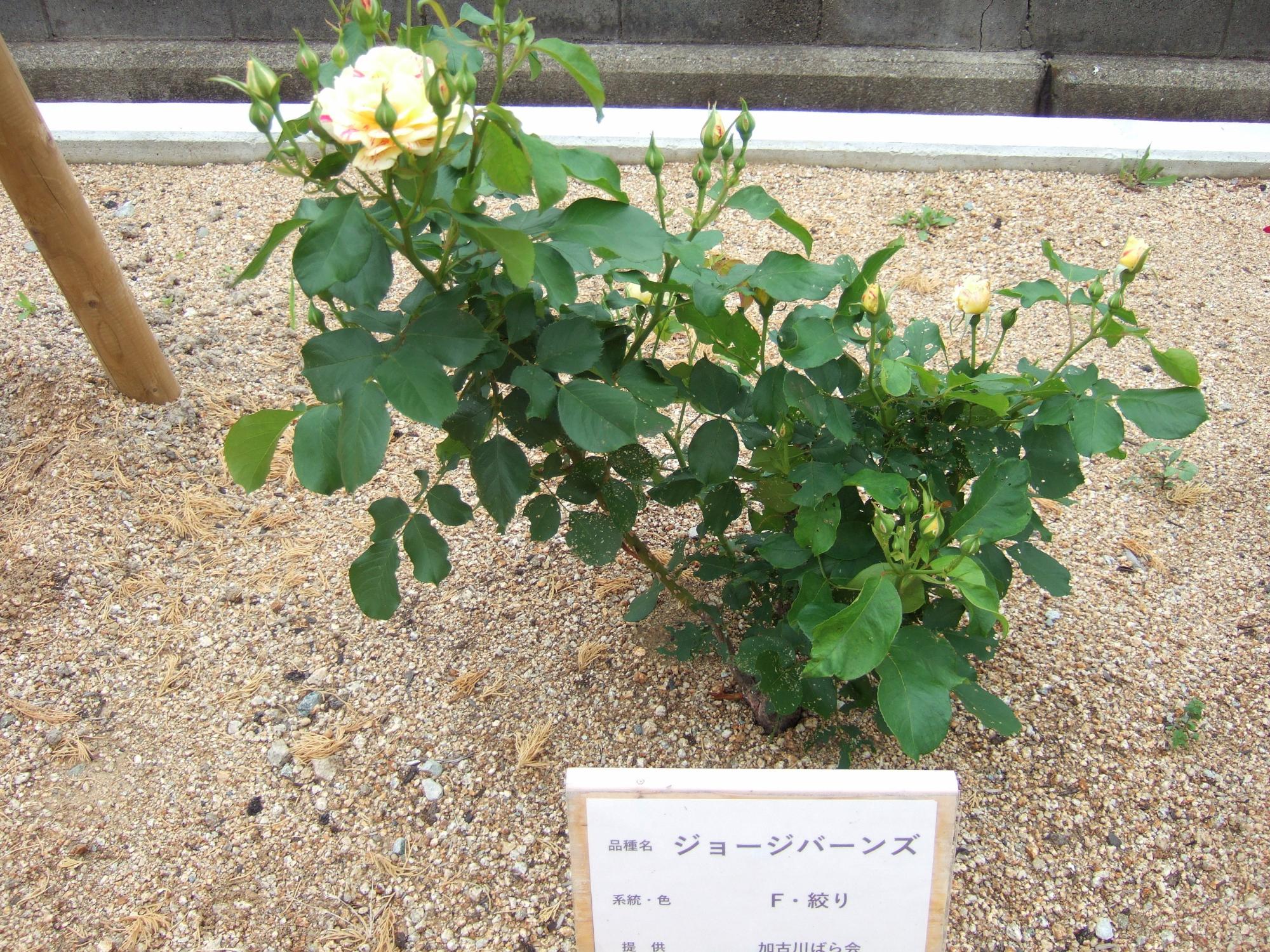 野口公民館バラ園の様子