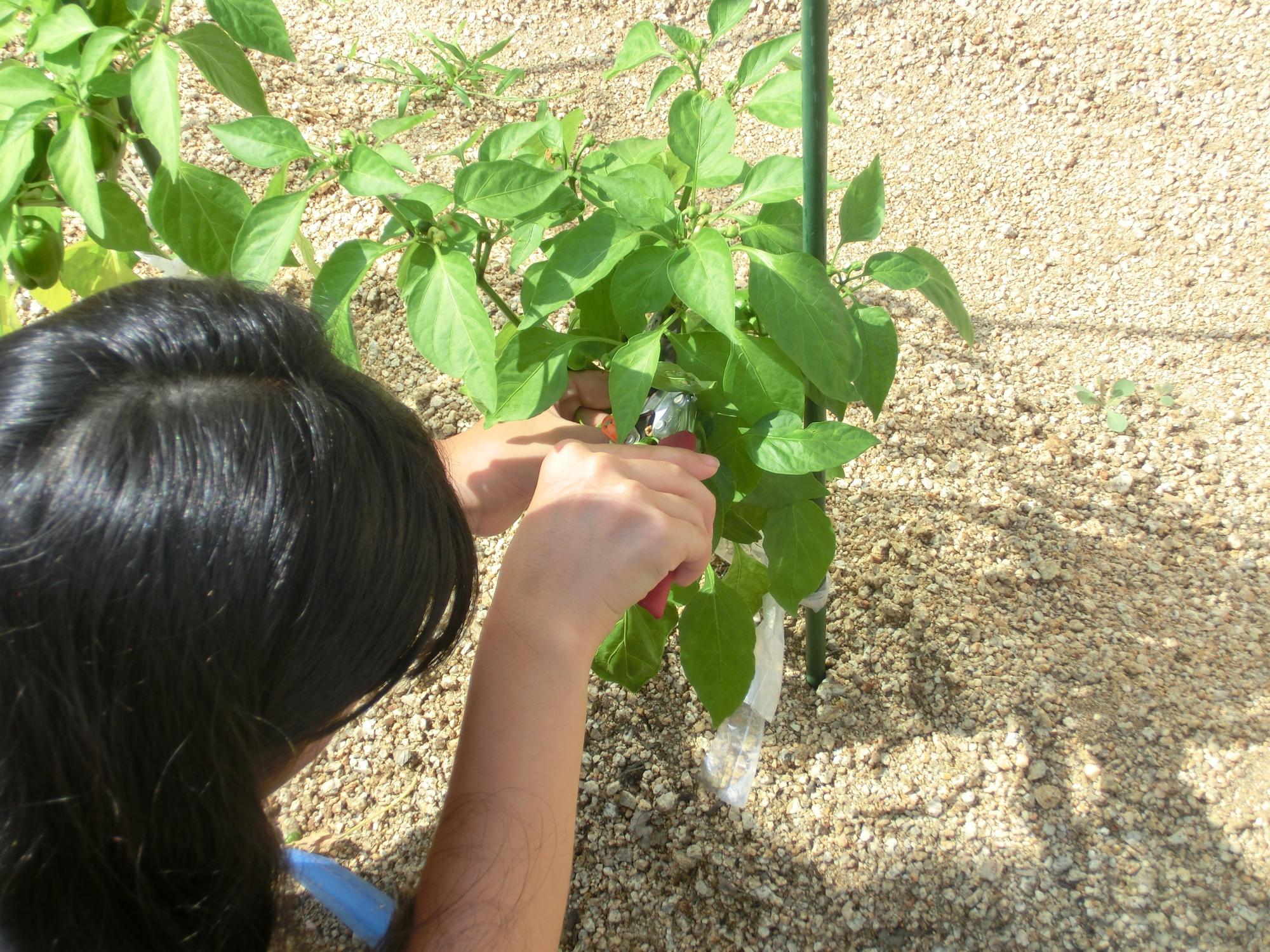野口公民館　野菜収穫の様子