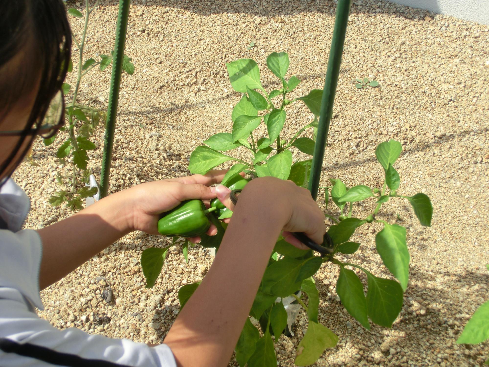 野口公民館　野菜収穫の様子