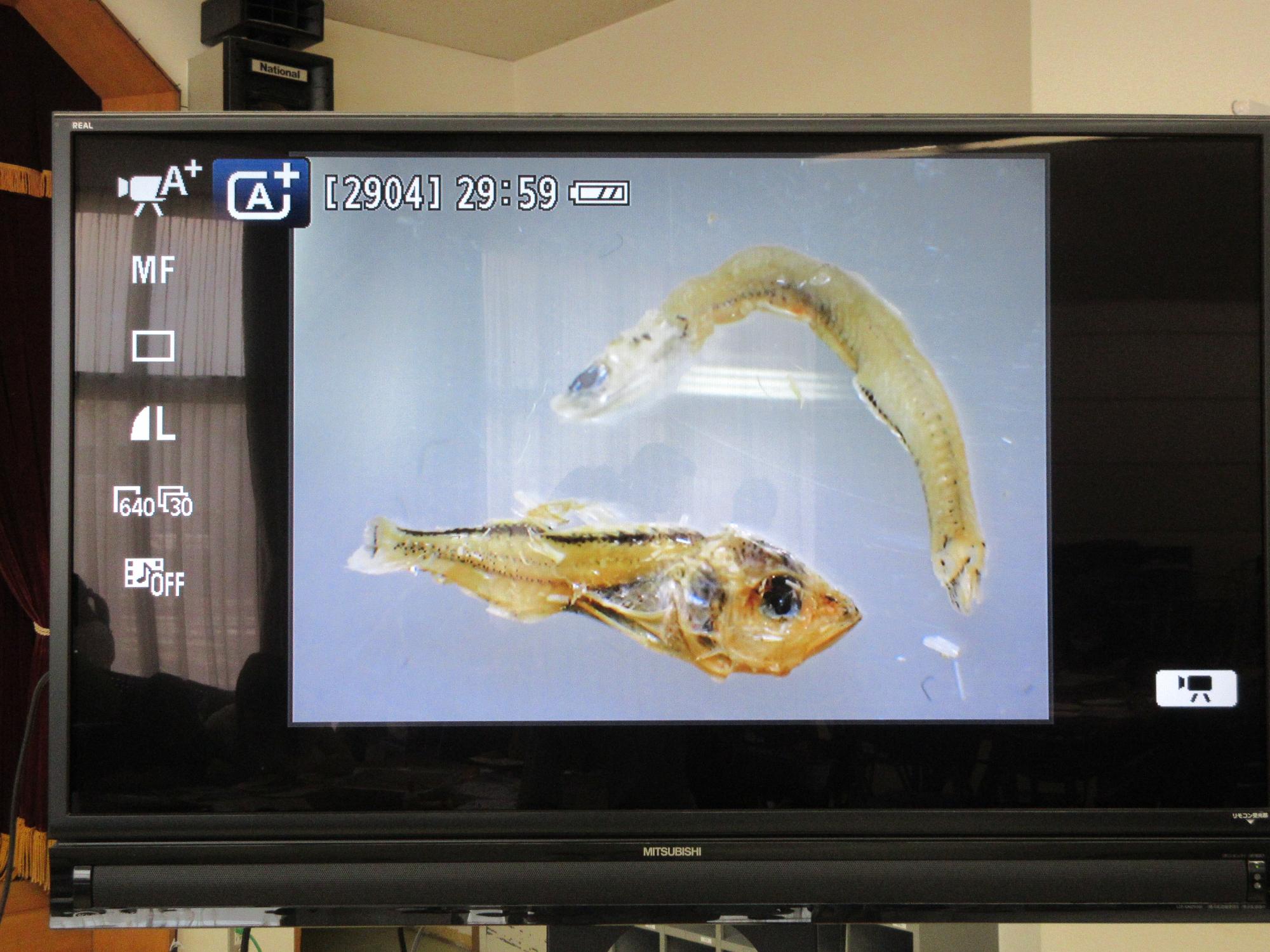見つけたチリモン（シラスとメバル）を拡大し、モニターで確認する様子