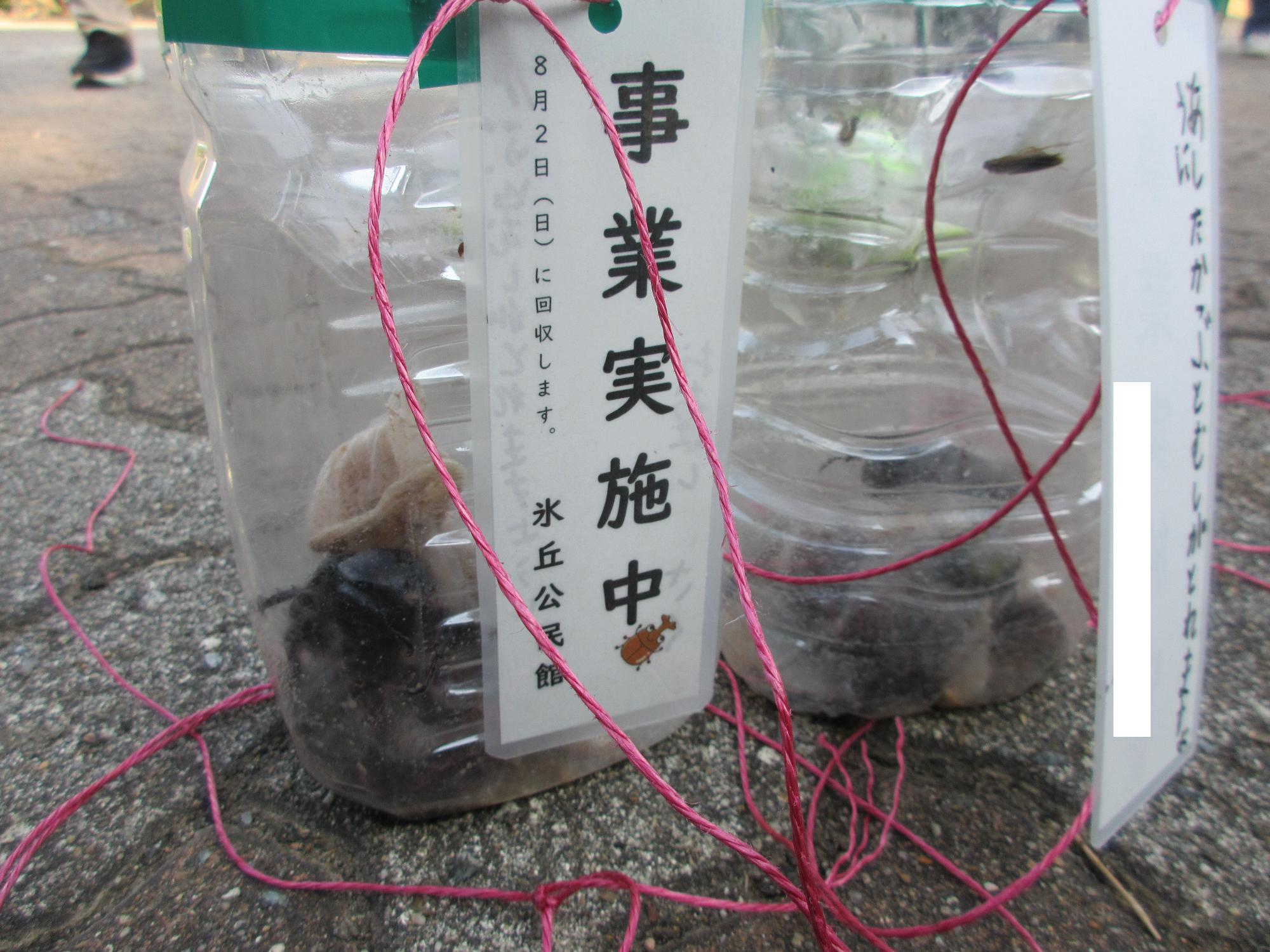 トラップにカブトムシが入っている様子