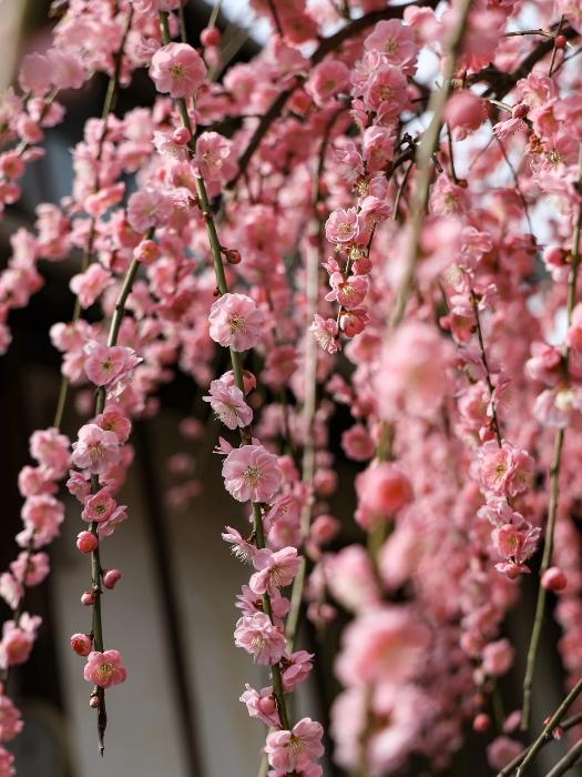梅の花